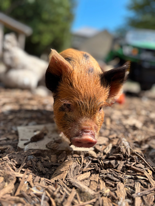 Ready to go! One Kunekune Piglet left!- Sold in Livestock in London - Image 3