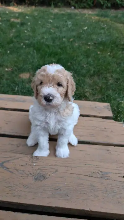 Goldendoodle Puppies Available – Ready August 8 We have a beautiful litter of Goldendoodle puppies l...