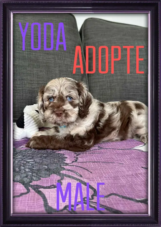 Petits chiots  cockapoo ( cocker x caniche ) in Dogs & Puppies for Rehoming in Lanaudière - Image 4