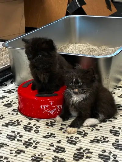 2 Healthy Kittens, View more