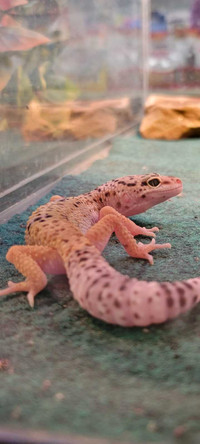 Baby leopard geckos