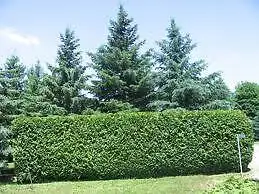 Spring Specials on Cedar Hedges / cedar trees , hedging, View more