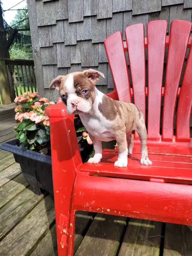 Boston terrier puppies  in Dogs & Puppies for Rehoming in Stratford - Image 10