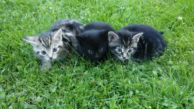 kittens for new home