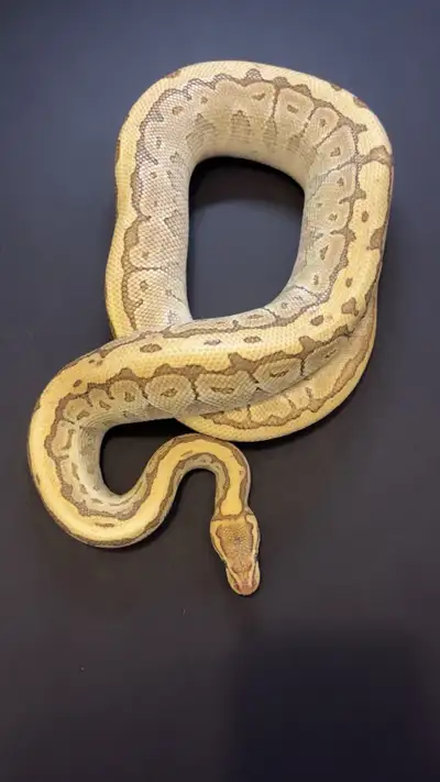 python royal / ball python, View more