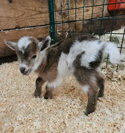 Nigerian Dwarf wethers, View more