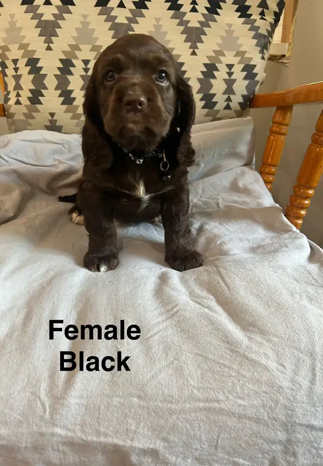 Sprocker puppies ( Springer and Cocker Spaniels) in Dogs & Puppies for Rehoming in Ottawa - Image 3