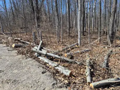 free firewood, View more