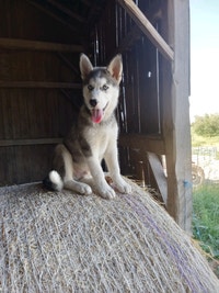  HUSKY PUPPY for your home
