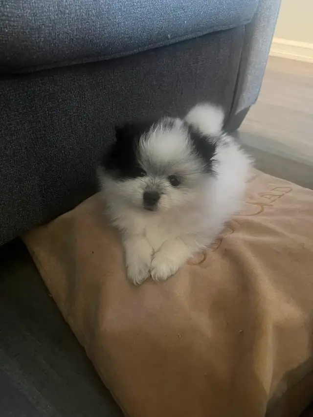 2 Male Pomeranian Puppies need a home make an offer in Dogs & Puppies for Rehoming in Edmonton - Image 4