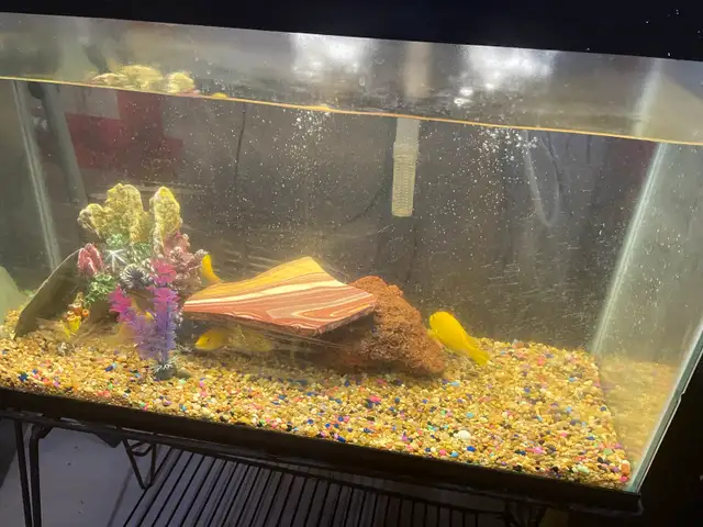 Fish Tank / Aquarium with stand & accessories. in Fish for Rehoming in Oshawa / Durham Region - Image 3