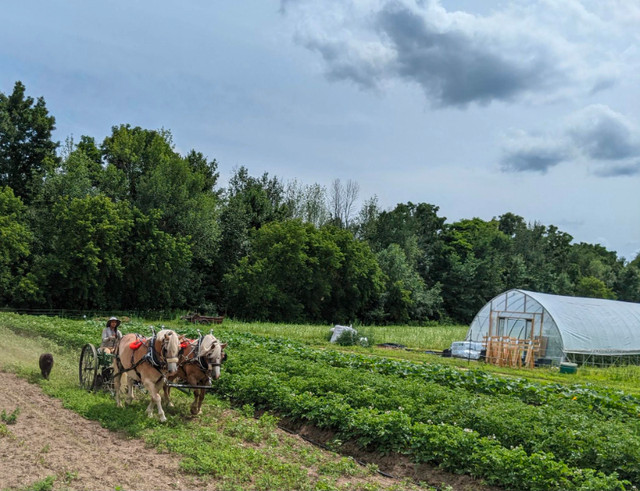 Opportunity Available for Work on Hobby Farm in Other in Mississauga / Peel Region - Image 3