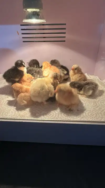 Cochin bantam disponible venez me voir en pv pour plus d’infos