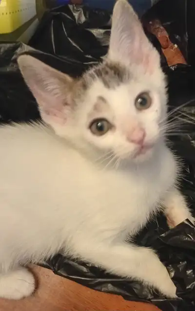 TURKISH VAN KITTENS. RARE AND UNIQUE ! 1 OF A KIND. ONLY $90., View more
