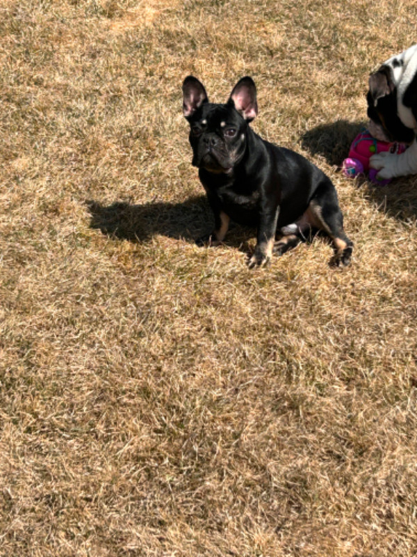 French Bulldog Puppies in Dogs & Puppies for Rehoming in Edmonton