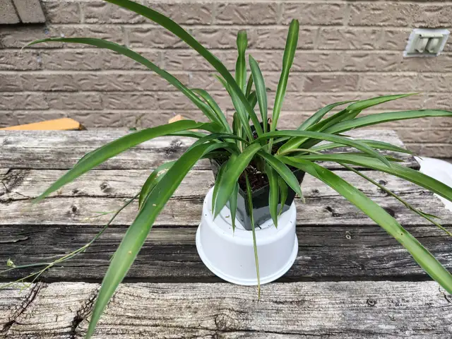 Spider Plant - Very Health and  Decorative Plant