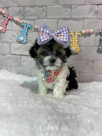 Morkie All reserved 