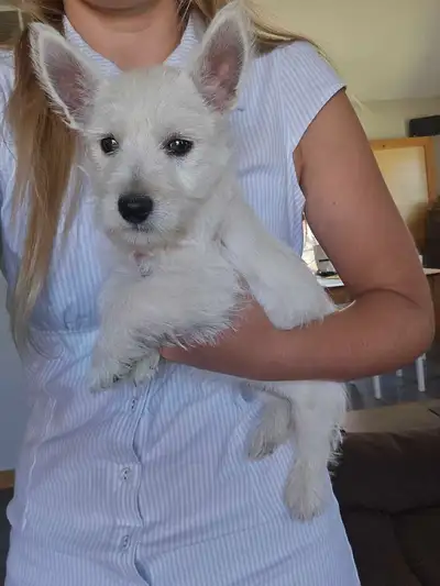 West Highland Terrier pups, View more