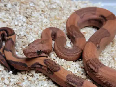 Blood 66% het Sterling - Female, View more