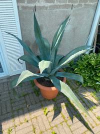 Grosse plante Agave ( PROVIENT DU MEXIQUE ) âgé de 18 ans!!