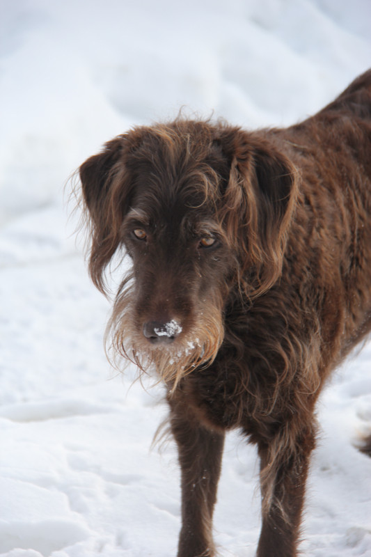 Adorable Pet Portraits - $45 in Animal & Pet Services in Edmonton - Image 3