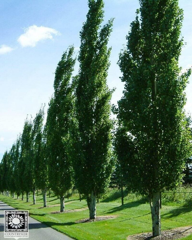 Swedish columnar aspen trees Large Serbian Spruce in Plants, Fertilizer & Soil in Barrie - Image 2