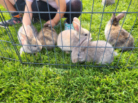 Angora x new Zealand bunnies 