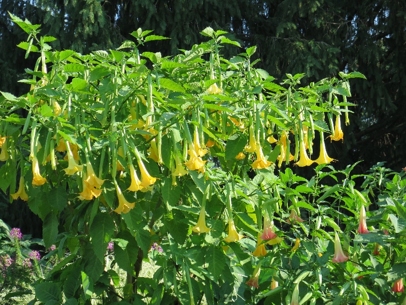 Angel's Trumpet Brugmansia 8" Pink, Yellow, or White Flowers