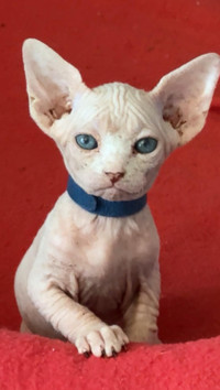 Adorable Purebred Sphynx Kittens Available