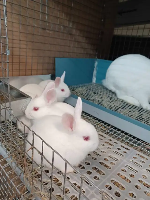 Florida whites bunnies (meat rabbits) in Small Animals for Rehoming in City of Toronto - Image 6