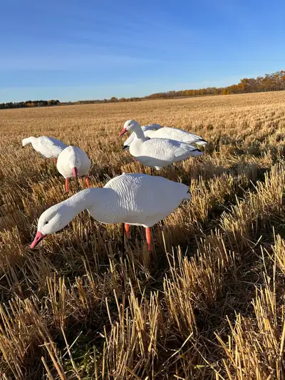 Snow Goose Decoys, View more