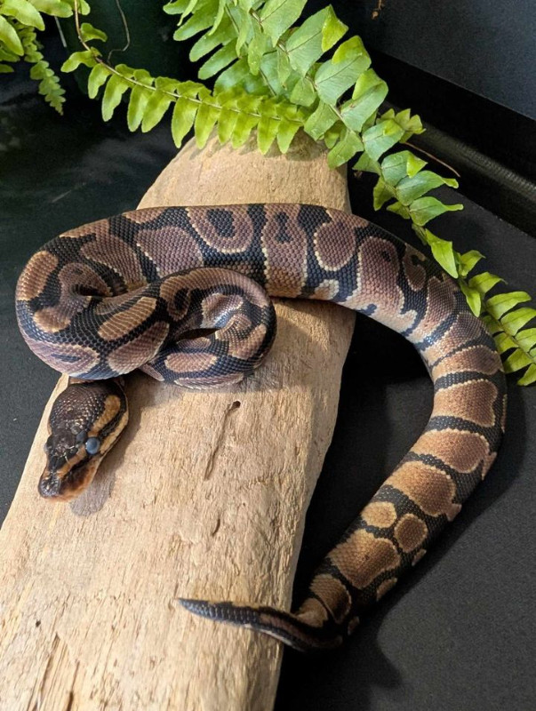 Hatchling Ball Pythons 2 left for sale in Reptiles & Amphibians for Rehoming in Calgary - Image 3