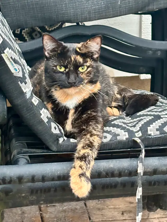 Have you seen our cat?63849001967105123
