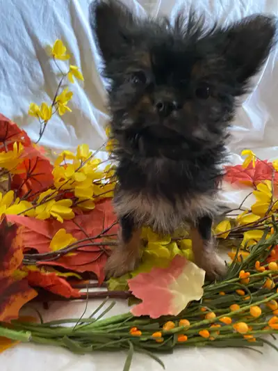 These adorable Morkie puppies are looking for their forever homes! There are three females and three...