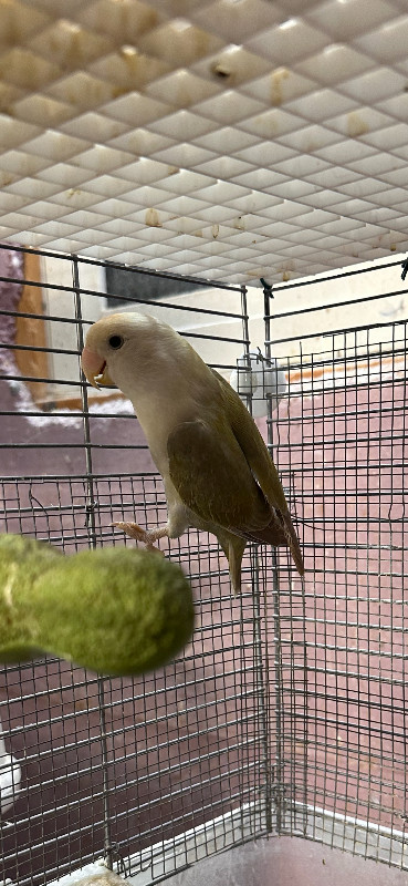 Beautiful, white-faced opaline cinnamon adult female lovebird in Birds for Rehoming in Burnaby/New Westminster