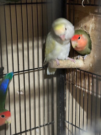 3 pairs of love birds, a pair of fisher birds/ with a big cage