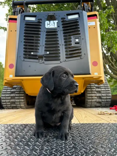 We have one black female (Miss Pink) available from our current litter she will be ready to go home...