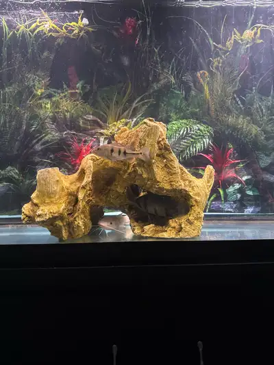 ISO Baby monstor fish, View more