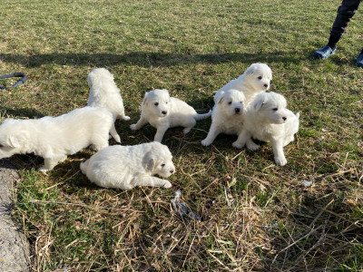 Maremma/ Great Pyrenees Puppies - Ready to go in May