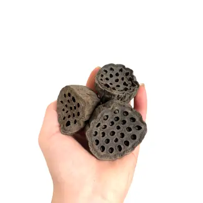 Mini Lotus Pods, View more