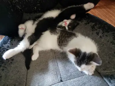 Kittens for sale, View more