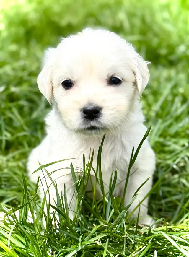 English Cream Golden Retriever Puppies CKC registered in Dogs & Puppies for Rehoming in Oakville / Halton Region - Image 4