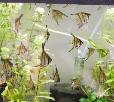Angelfish juveniles - Manacapuru lineage, View more