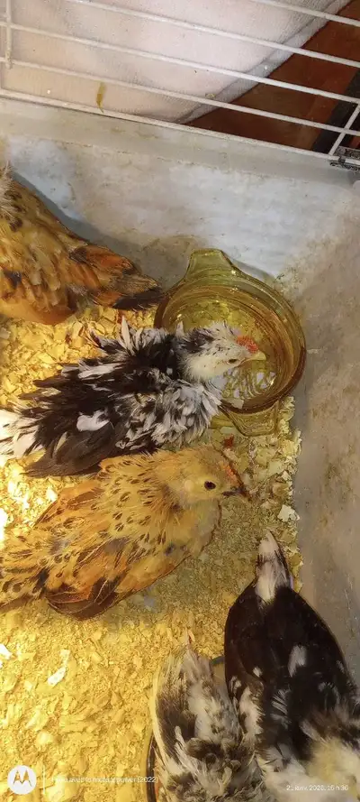 Un mois plusieurs couleurs