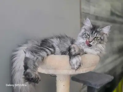 maine coon enregistré polydactyle 6666, View more