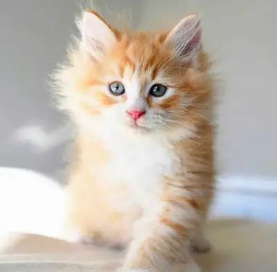 magnifique chatons ; mise à jour, View more