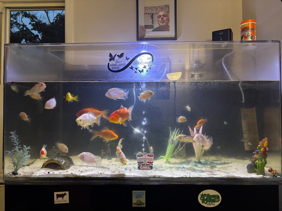 110g fish tank | Fish for Rehoming | City of Halifax | Free local ...