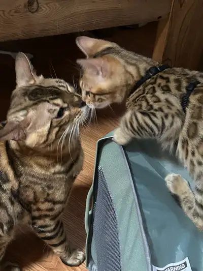 Bengal Kittens, View more