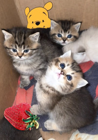 Beautiful British short hair kittens ( boys n girls )