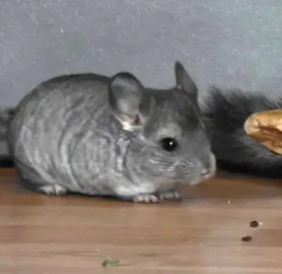 11 week old chinchilla, View more